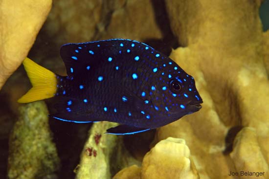 Damselfish Species