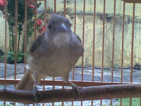 Kicau Rafflesia Burung Kapas Tembak Atau Cucak Jenggot Lokal Naik