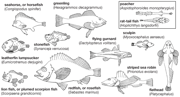 Design Context Deep Sea Fish Publication