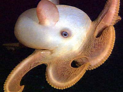 Design Context: Deep sea fish publication - visual content source ... Design Context: Deep sea fish publication - visual content source ...