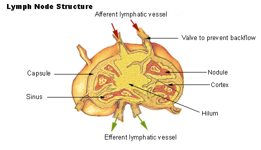[Illu_lymph_node_structure.png]