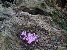 cyclamen and olive roots