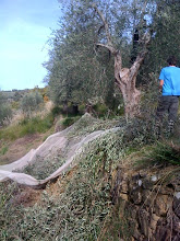 Difficult netting on the ancient terraces