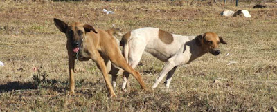 cachorro+grudado.jpg