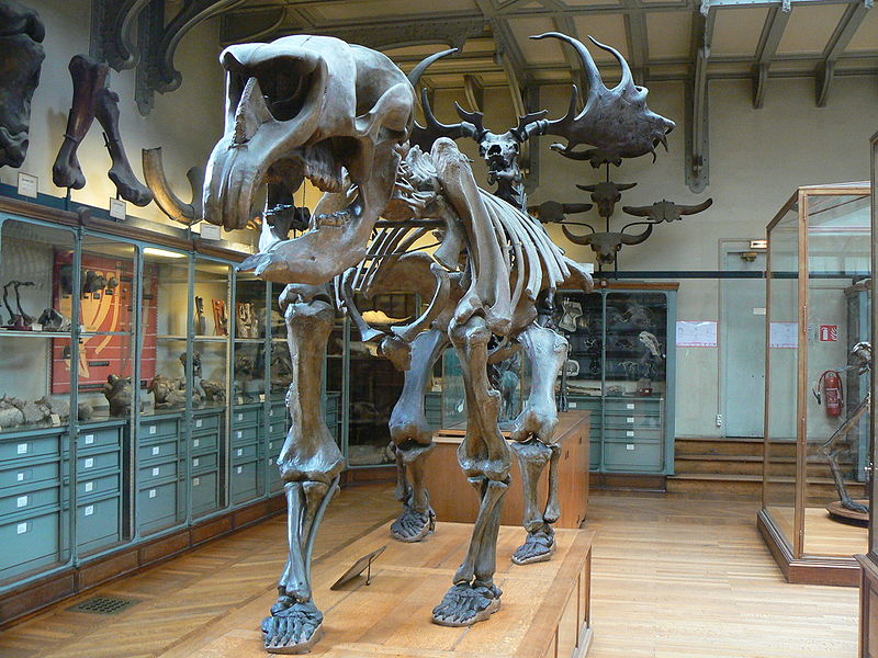 [Diprotodon-australis.JPG]