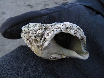 Can You Eat Dog Whelks Can You Eat Dog Whelks