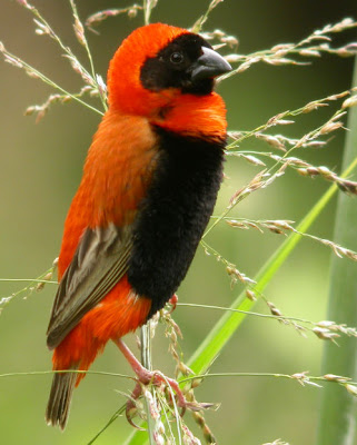 Red Bishop należący do rodziny wikłaczy