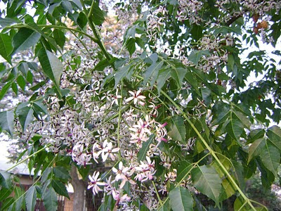 Indian Seringa tree
