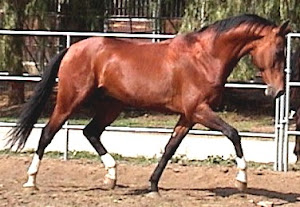 Gam Akhal-Teke Stallion at stud.