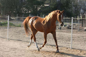 Sparkling Sky Nat'l. Ch.endurance horse