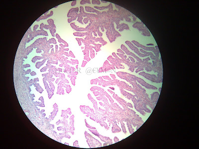 Medical College Stuff: 2nd Year MBBS Histology Slides