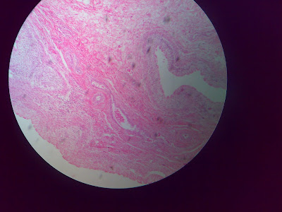 Medical College Stuff: 2nd Year MBBS Histology Slides
