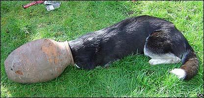[head-stuck-animals-22.jpg]