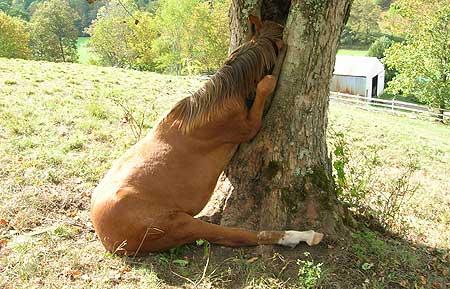 [head-stuck-animals-05.jpg]