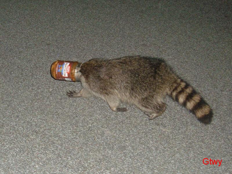 [head-stuck-animals-10.jpg]