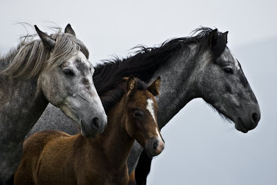gambar kuda, foto binatang kuda, gagah