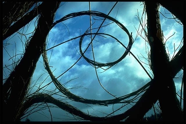 [plant-creations41.jpg]