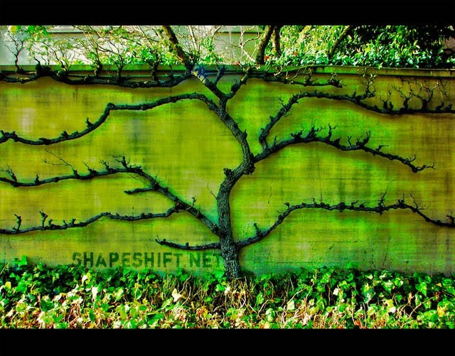 [plant-creations25.jpg]