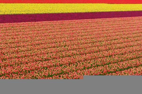 Os lindos campos de tulipas da Holanda Os lindos campos de tulipas da Holanda