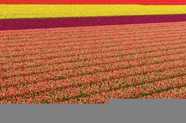 Os lindos campos de tulipas da Holanda