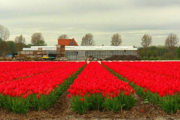 Os lindos campos de tulipas da Holanda