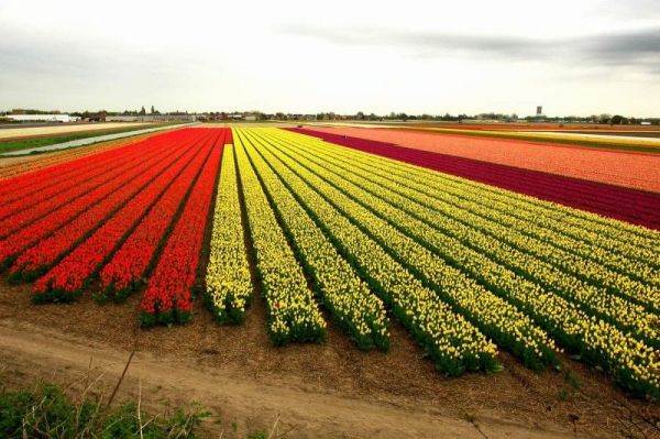 Os lindos campos de tulipas da Holanda Os lindos campos de tulipas da Holanda