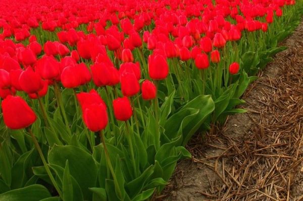 Os lindos campos de tulipas da Holanda