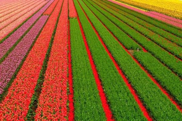 Os lindos campos de tulipas da Holanda