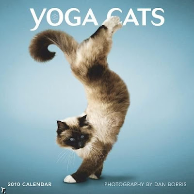 Yoga de gatos