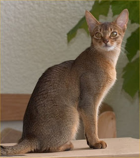 http://4.bp.blogspot.com/_h97zEan_PLI/TLPLBDqUREI/AAAAAAAAA8E/RJbJO3U008A/s1600/abyssinian-cat.jpg
