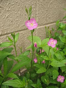 Oenothera-Rosea