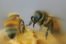 The Eye Of A Honey Bee