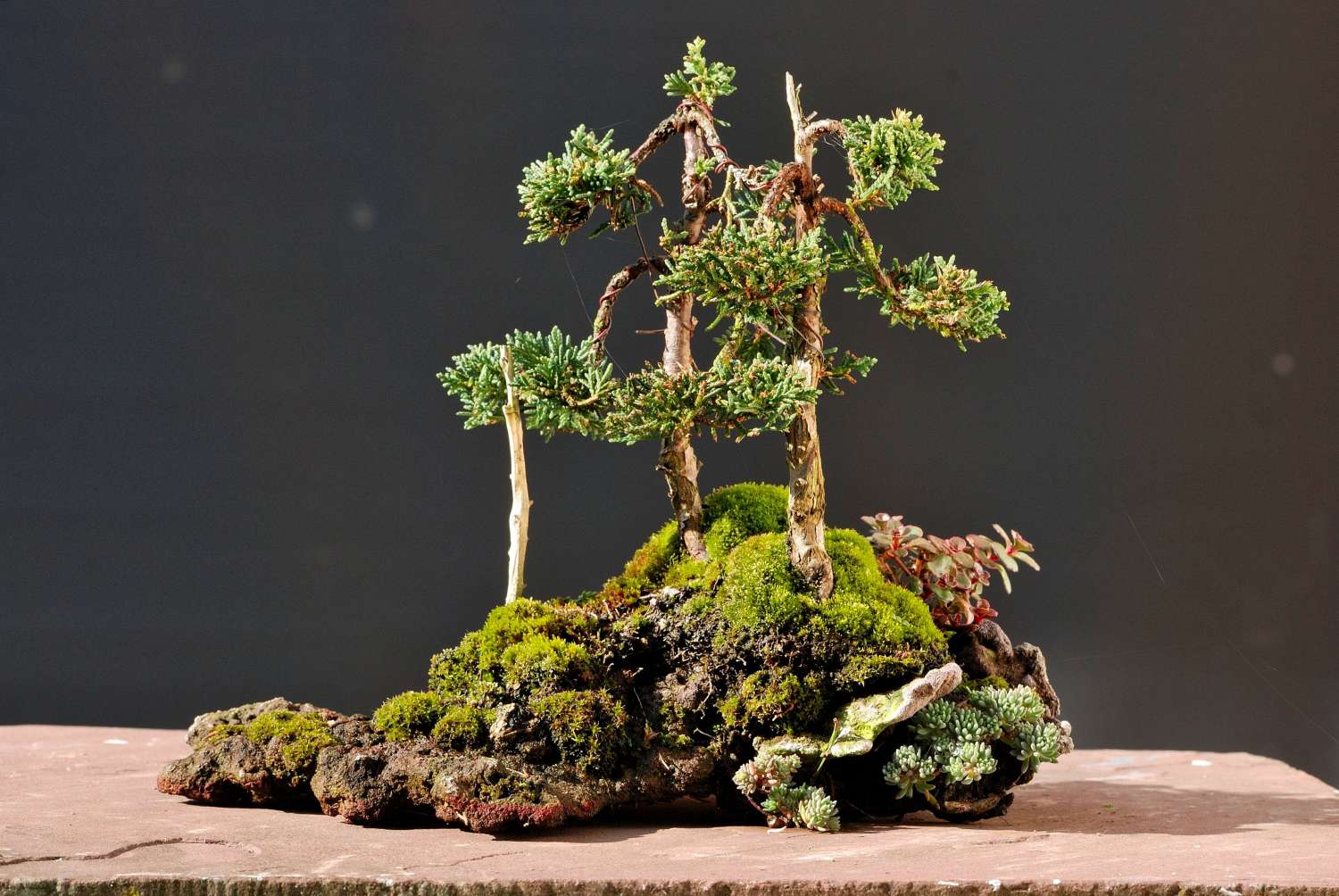 Philipps Bonsai Blog Natürliches Pflanzkonzept, auf Stein
