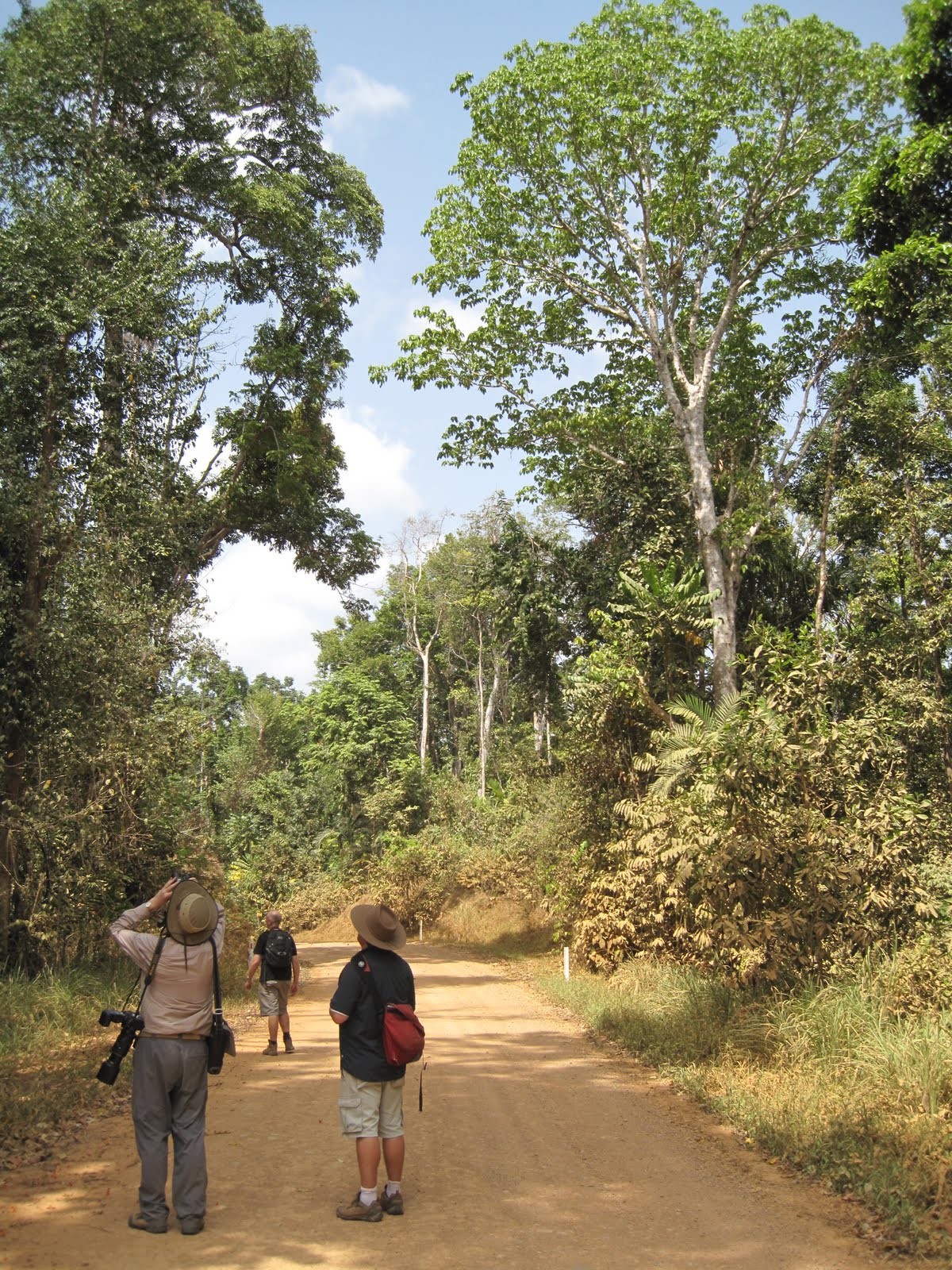 TIM DOLBY'S TRIP REPORTS & BIRDING TOURS Iron Range National Park & Musgrave Station