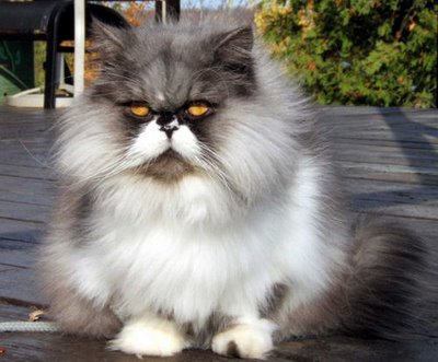... AND AMAZING: Koleksi Kucing Persia yang Imut, Cut d