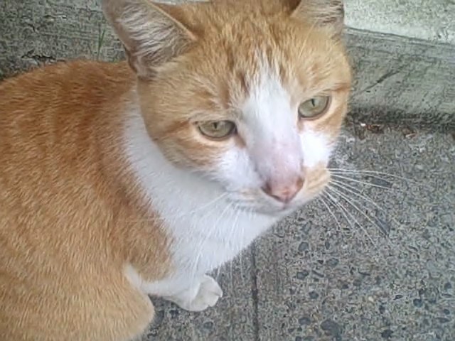 [ginger+(trimmed)+0+01+16-28.jpg]