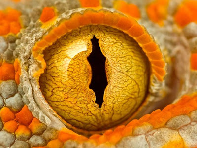 Ojo