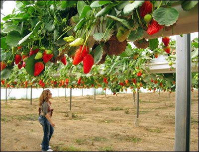 Strawberries in Negev desert
