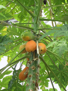 daun pepaya, buah pepaya, pohon pepaya