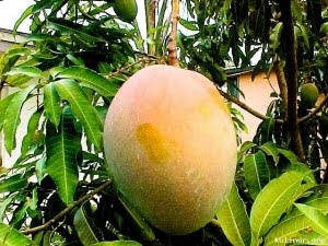 jenis jenis mangga, mangga, gambar mangga