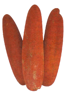 buah merah, buah merah papua, gambar buah