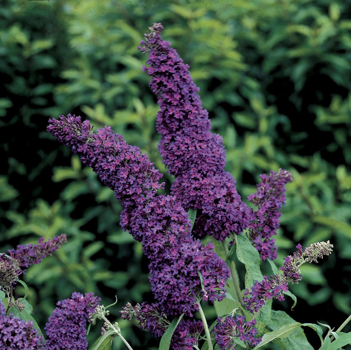 Kentucky Native Plant And Wildlife Is Butterfly Bush Invasive