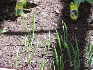 Green Onions Galore
