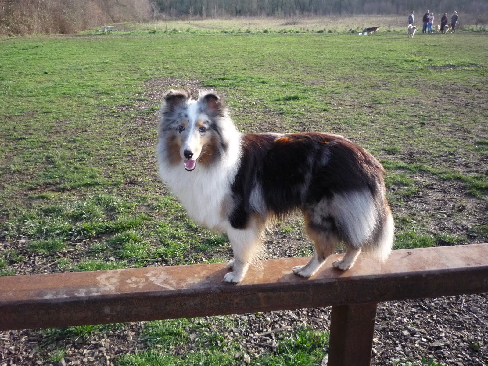 The Barking Lot Shelties get new AHBA titles