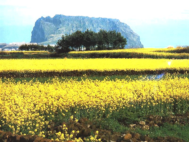 Plants: Yellow rape flowers in Jeju Island Plants: Yellow rape flowers in Jeju Island