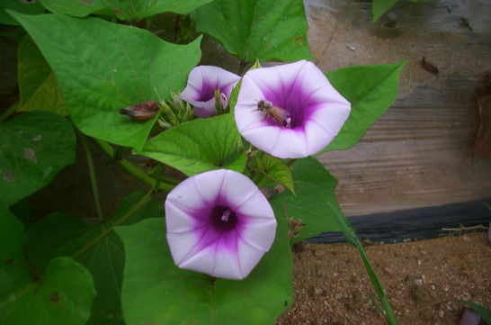 Plants: Flowers...