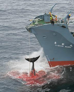 [20060717_whaleblood.jpg]