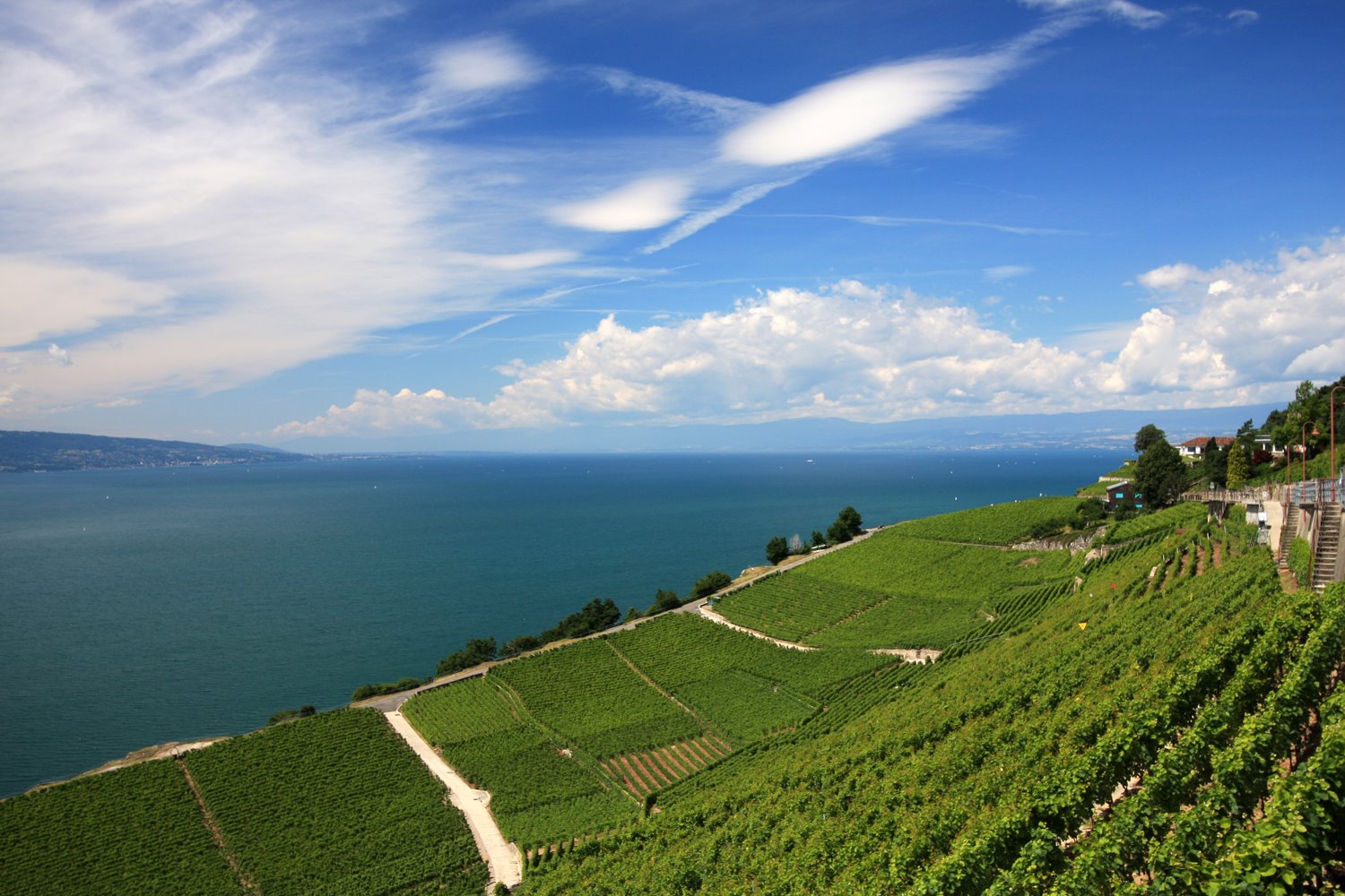 [Leman4]