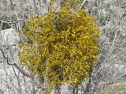 [180px-Mistleltoe_in_Lebanon.jpg]