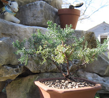 treedweller bonsai one